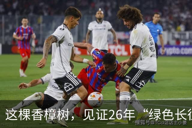 这棵香樟树，见证26年“绿色长征”